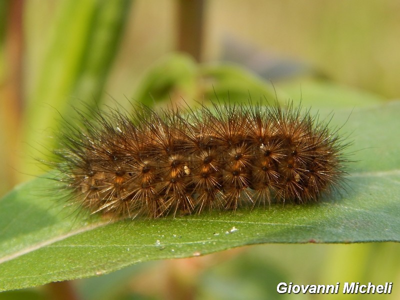 bruco 3 da ID - Cfr. Spilosoma lubricipeda